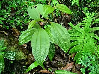 Blastus cochinchinensis