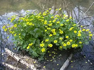 Caltha palustris