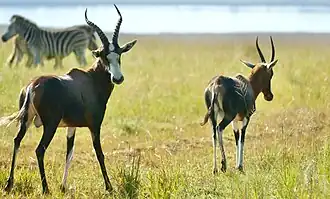 Blesboques na Reserva Natural Chelmsford, em KwaZulu-Natal, na África do Sul