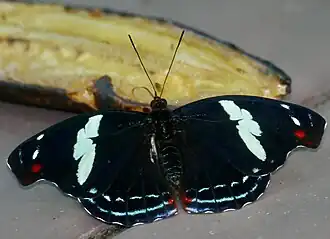 Fêmea de C. numilia, vista de cima, se alimentando de banana. Fotografia tirada em Alajuela, Costa Rica. Subespécies de C. numilia podem apresentar as asas posteriores quase totalmente avermelhadas, em sua área central.[1][2]