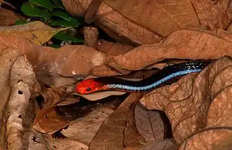 Cobra azul da malásia em singapura