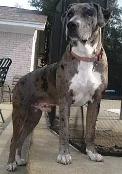 Um macho merle azul merle 50/50