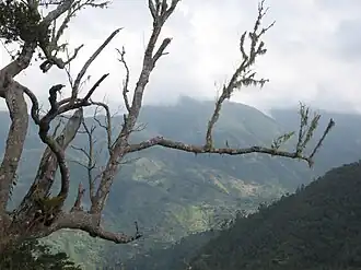 Fotografia do habitat de P. homerus, nas Montanhas Azuis.