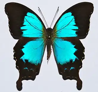 Fotografia de P. montrouzieri, vista superior.