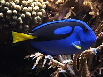 Paracanthurus hepatus