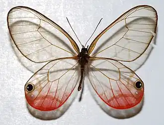 C. pireta, do gênero Cithaerias.