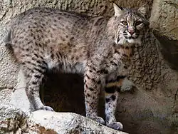 Lince-pardo