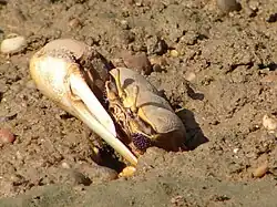 Um caranguejo boca-cava-terra, no Parque Natural da Ria Formosa