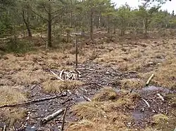 O local onde foi encontrado o Homem de Bocksten