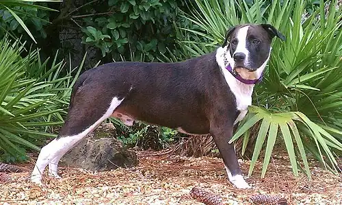 Um buldogue Catahoula macho 75/25