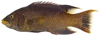 Bodianus rufus