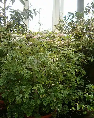 Boenninghausenia albiflora