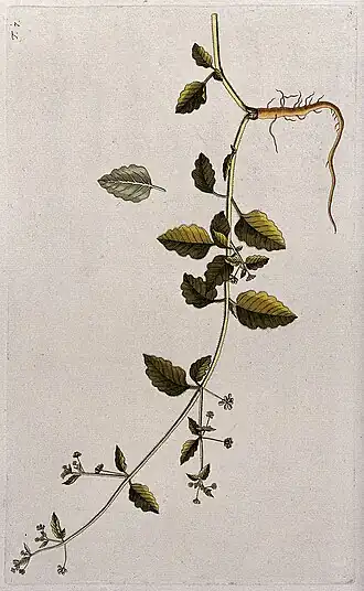 gravura de Boerhavia hirsuta, 1770