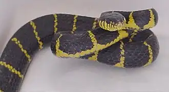 Cobra Mangrove, Boiga dendrophila
