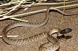 Boiga trigonata do Irã por Omid Mozaffari