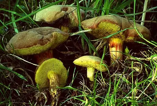 Espécimes com poros amarelos grandes