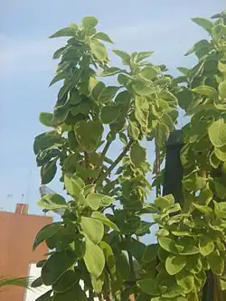 Plectranthus barbatus (boldo).