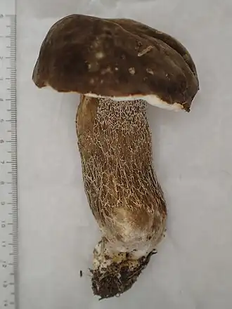 Boletus hiratsukae