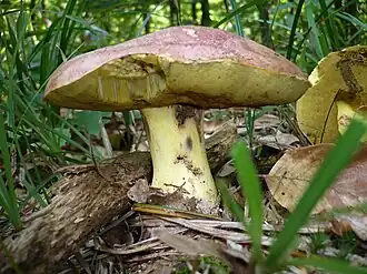 Butyriboletus regius na Áustria