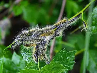 Bombycomorpha bifascia