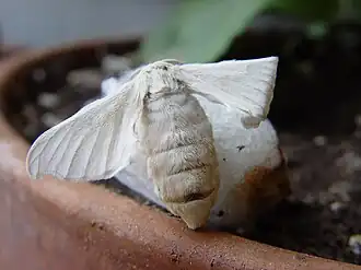 Bombyx mori