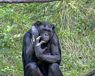 Um bonobo (Pan paniscus)