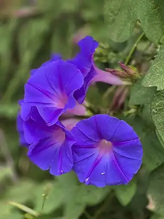Ipomoea indica, vulgo bons-dias, localizada em Bagé, RS