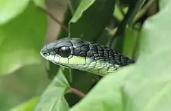 Boomslang no Cabo Ocidental, África do Sul