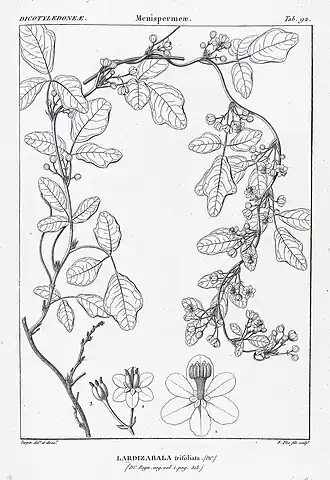 Lardizabala trifoliolata DC.