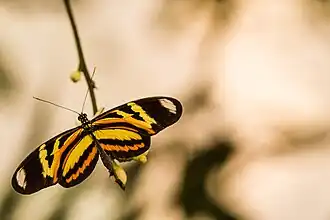 Fotografia de H. ethilla polychrous, vista superior.