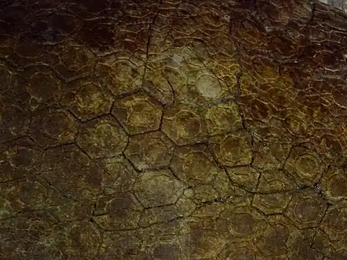 Carapaça de Boreostemma