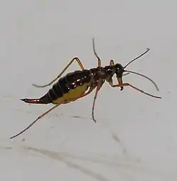 A mosca-escorpião-da-neve Boreus hyemalis na neve