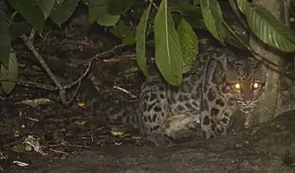 Leopardo-nebuloso na província de Sabá, Malásia