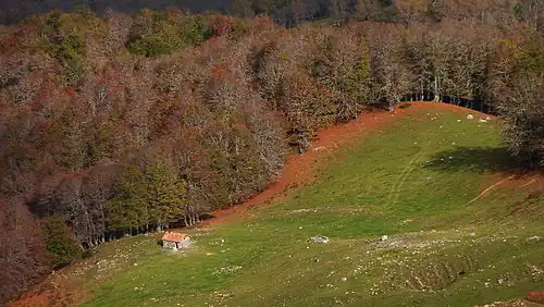 O bosque de Vegabaño no outono visto do Pico Jario