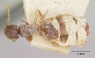 Bothriomyrmex atlantis
