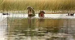 Hipopótamos vistos de um barco