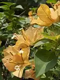Bougainvillea glabra