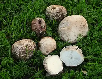 Bovista plumbea&nbsp;[en]