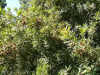 Brabejum stellatifolium