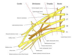 Plexo braquial com delimitação de raízes, troncos e feixes.