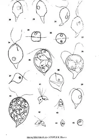 Placa 4; Brachiomonas simplex Hazen Desenhado de 29 Junho a 4 Julho de1920, Aalesund, Noruega.[1]