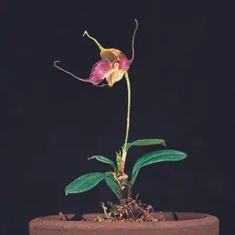 Brachionidium folsomii