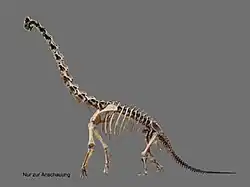 Squelette de profil d'un dinosaure.