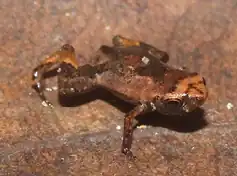 RPPN Serra Bonita, 2014[1]