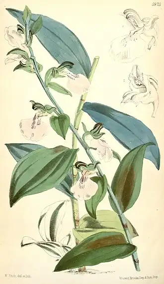 Brachycorythis macrantha