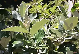 Brachylaena discolor