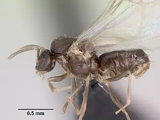 Brachymyrmex cordemoyi