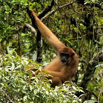 Mono-carvoeiro ou Muriqui