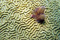 Serpulídeo fixado em um coral