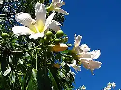 Flores de paineira-branca